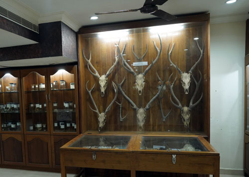 Wild life Mueseum Mammal Collections at KFRI Peechi